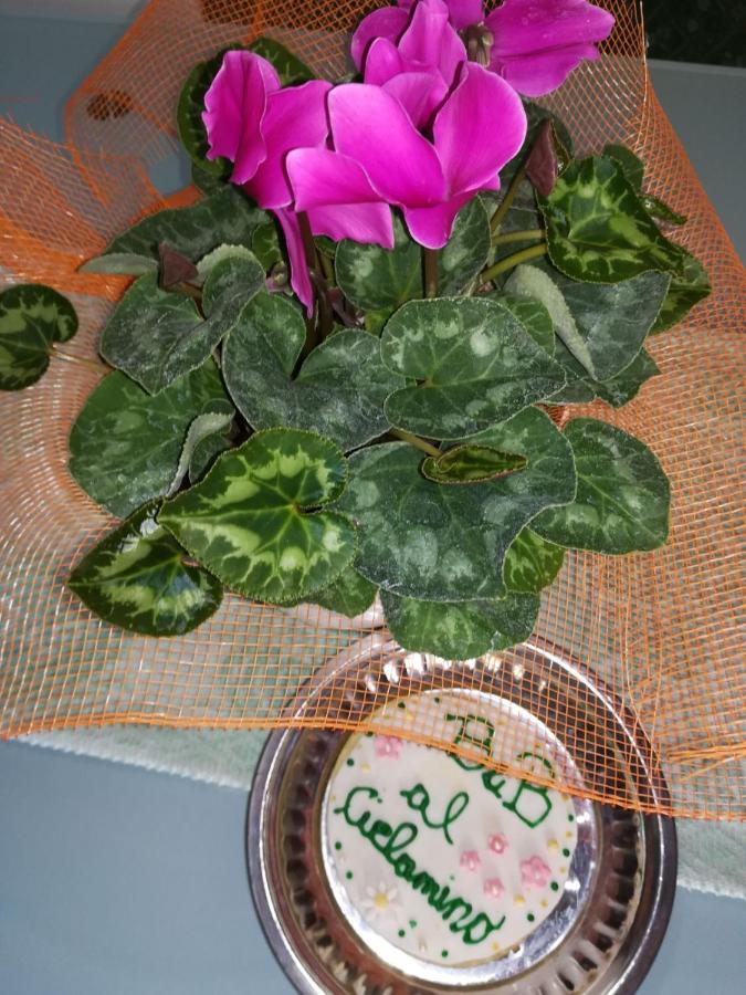 Al Ciclamino Bed & Breakfast *